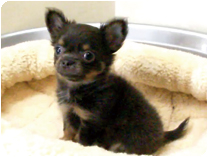 チワワ（ロングコート）