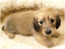 カニンヘンダックスフンド