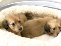 カニンヘンダックスフンド by NIPPON PET（大垣）