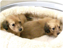 カニンヘンダックスフンド by NIPPON PET（大垣）