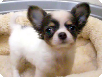 チワワ（ロングコート）