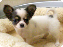 チワワ（ロングコート） by イズミペット（岐阜）