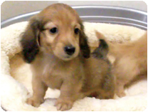 ミニチュアダックスフンド（ロングヘアー） by NIPPON PET（大垣）