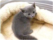 ロシアンブルー by NIPPON PET（大垣）