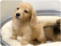 ミニチュアダックス