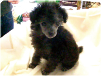 トイプードル by イズミペット（岐阜）