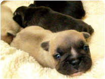 フレンチブルドッグ