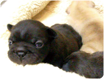 フレンチブルドッグ出産情報 by NIPPON PET（大垣）