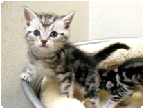 アメリカンショートヘアー by NIPPON PET（大垣）