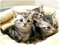 アメリカンショートヘアー