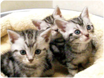 アメリカンショートヘアー