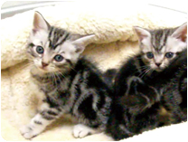 アメリカンショートヘアー by イズミペット（岐阜）