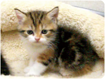 スコティッシュフォールド