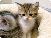 スコティッシュフォールド by NIPPON PET（大垣）