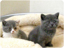 スコティッシュフォールド by NIPPON PET（大垣）