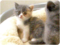 スコティッシュフォールド by NIPPON PET（大垣）