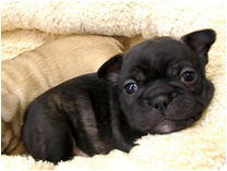 フレンチブルドッグ出産情報 by NIPPON PET（大垣）