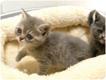 スコティッシュフォールド