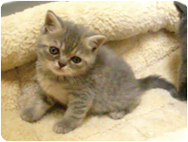 スコティッシュフォールド by イズミペット（岐阜）