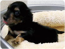 カニンヘンダックスフンド by イズミペット（岐阜）