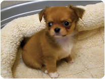 チワワ（ロングコート）