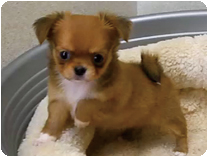 チワワ（ロングコート） by イズミペット（岐阜）