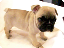 フレンチブルドッグ