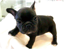 フレンチブルドッグ