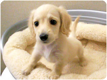 カニンヘンダックスフンド by イズミペット（岐阜）