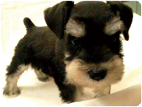 ミニチュアシュナウザー