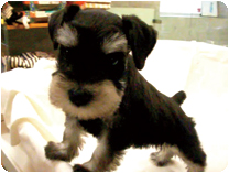 ミニチュアシュナウザー by イズミペット（岐阜）