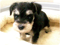 ミニチュアシュナウザー