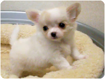 チワワ（ロングコート）