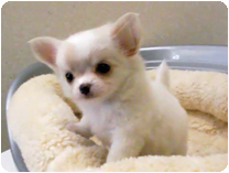 チワワ（ロングコート） by イズミペット（岐阜）