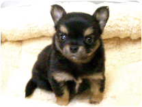 チワワ（ロングコート）