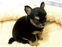 チワワ（ロングコート） by イズミペット（岐阜）