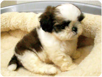 シーズー by イズミペット（岐阜）