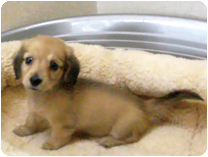 ミニチュアダックス(ロングーヘアー)