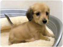 ミニチュアダックスフンド(ロングーヘアー) by イズミペット（岐阜）