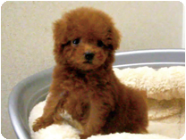 トイプードル by NIPPON PET（大垣）