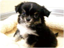 チワワ（ロングコート）