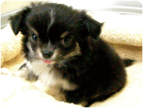 チワワ（ロングコート）by IZUMI PETS&CARE（岐阜のペットショップ）