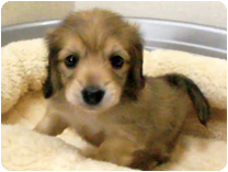 ミニチュアダックス