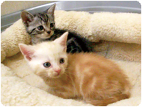 アメリカンショートヘアー by NIPPON PET（大垣）