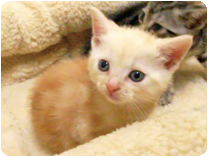 アメリカンショートヘアー