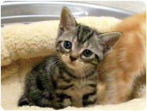 アメリカンショートヘアー