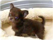 チワワ（ロングコート）