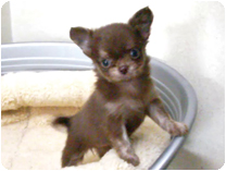 チワワ（ロングコート）by NIPPON PET（大垣）