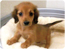 ミニチュアダックス(ロング)