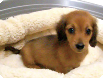 ミニチュアダックスフンド（ロングヘアー） by NIPPON PET（大垣）